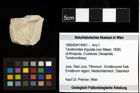 Foto (Objekt + Etiketten) von Tanidromites lingulata (von Meyer, 1858) 